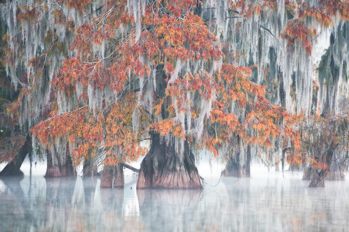 Swamp Cypress Poster och Canvastavla