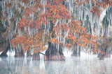 Swamp Cypress Poster och Canvastavla