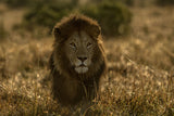 olope male lion Poster och Canvastavla