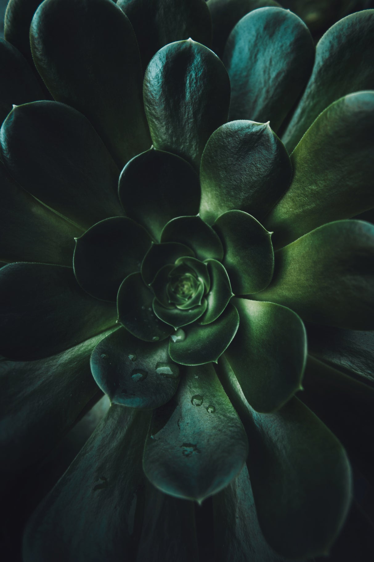 Succulent Poster och Canvastavla