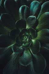 Succulent Poster och Canvastavla