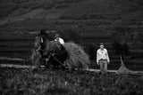 Harvest in July Poster och Canvastavla