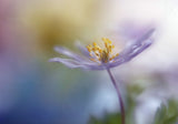 Springtime watercolor Poster och Canvastavla