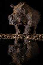 REFLEXION RHINO Poster och Canvastavla