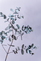 Eucalyptus 13 Poster och Canvastavla