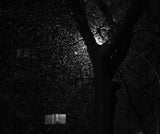 One Snowy Night Poster och Canvastavla