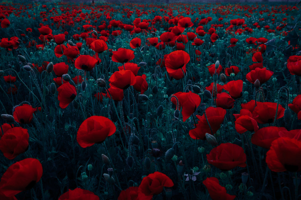 Symphony of flowers Poster och Canvastavla