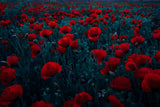 Symphony of flowers Poster och Canvastavla