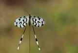 Spoonwing Poster och Canvastavla