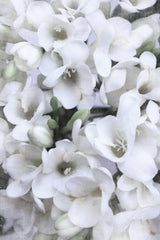 Distressed freesias V Poster och Canvastavla