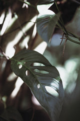 Monstrea Leaves Nature_1 Poster och Canvastavla