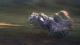 sequence of the gallop Poster och Canvastavla