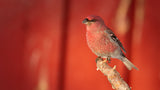 Pine grosbeak Poster och Canvastavla