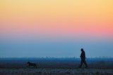 lonely winter afternoon dog walk Poster och Canvastavla