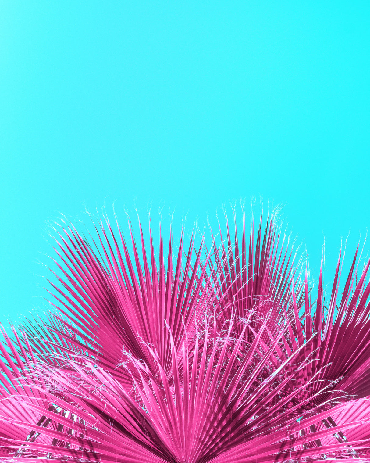 Electric Pink Palm Fronds Poster och Canvastavla