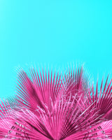 Electric Pink Palm Fronds Poster och Canvastavla