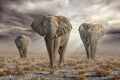 EtoshaElephants Poster och Canvastavla