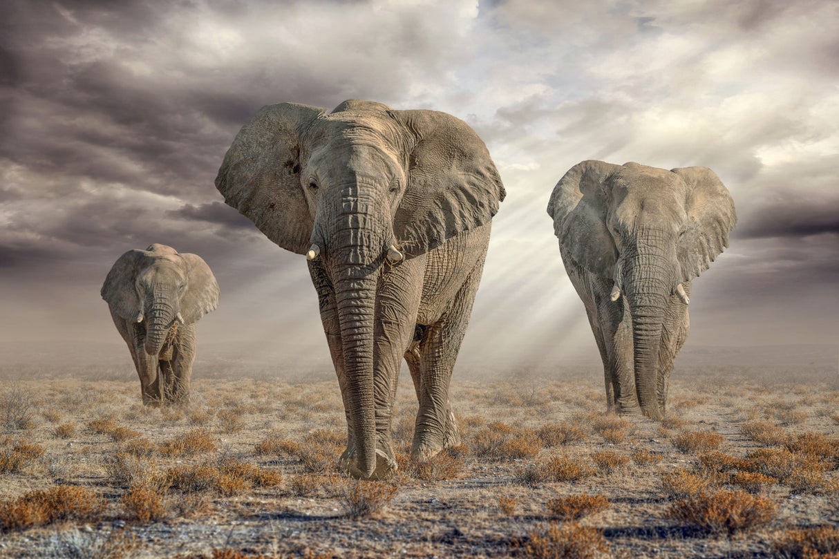 EtoshaElephants Poster och Canvastavla