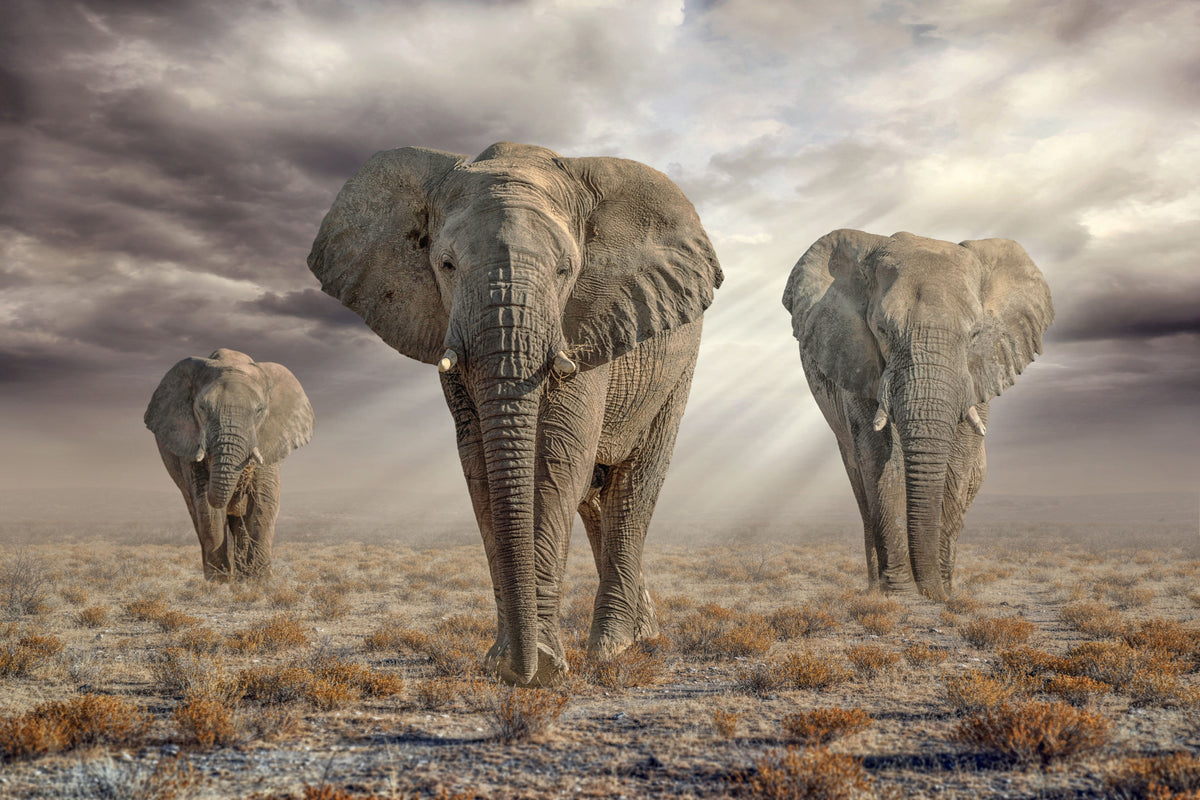EtoshaElephants Poster och Canvastavla