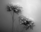 Gossamer Flowers Poster och Canvastavla