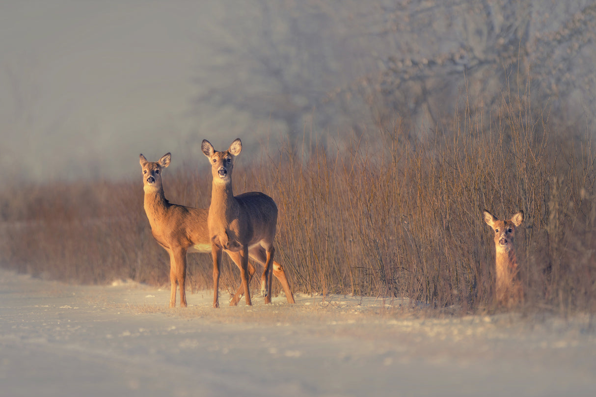 Three Deer Poster och Canvastavla