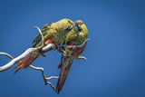 Patagonian burrowing parrot Poster och Canvastavla