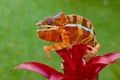 Panther chameleon Poster och Canvastavla