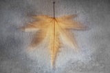 Illusions of the Past Poster och Canvastavla