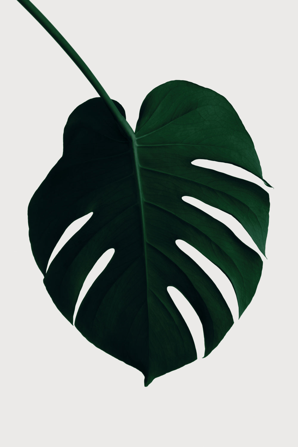Monstera Natural 35 Poster och Canvastavla