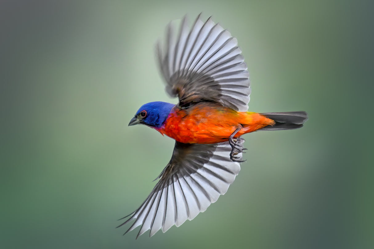 Painted Bunting in Flight Poster och Canvastavla