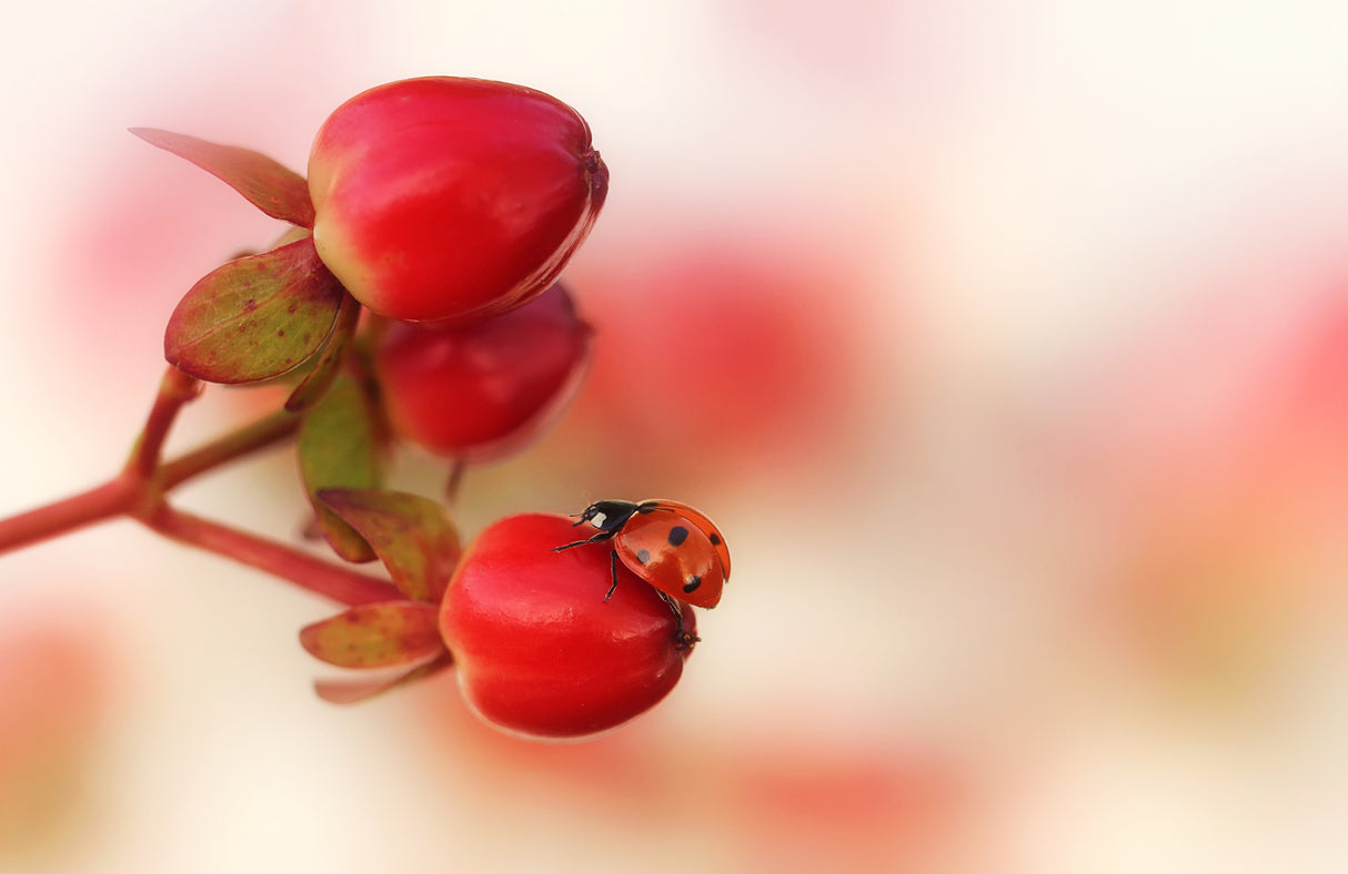 Ladybird on red..... Poster och Canvastavla