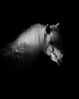 The White Horse Poster och Canvastavla