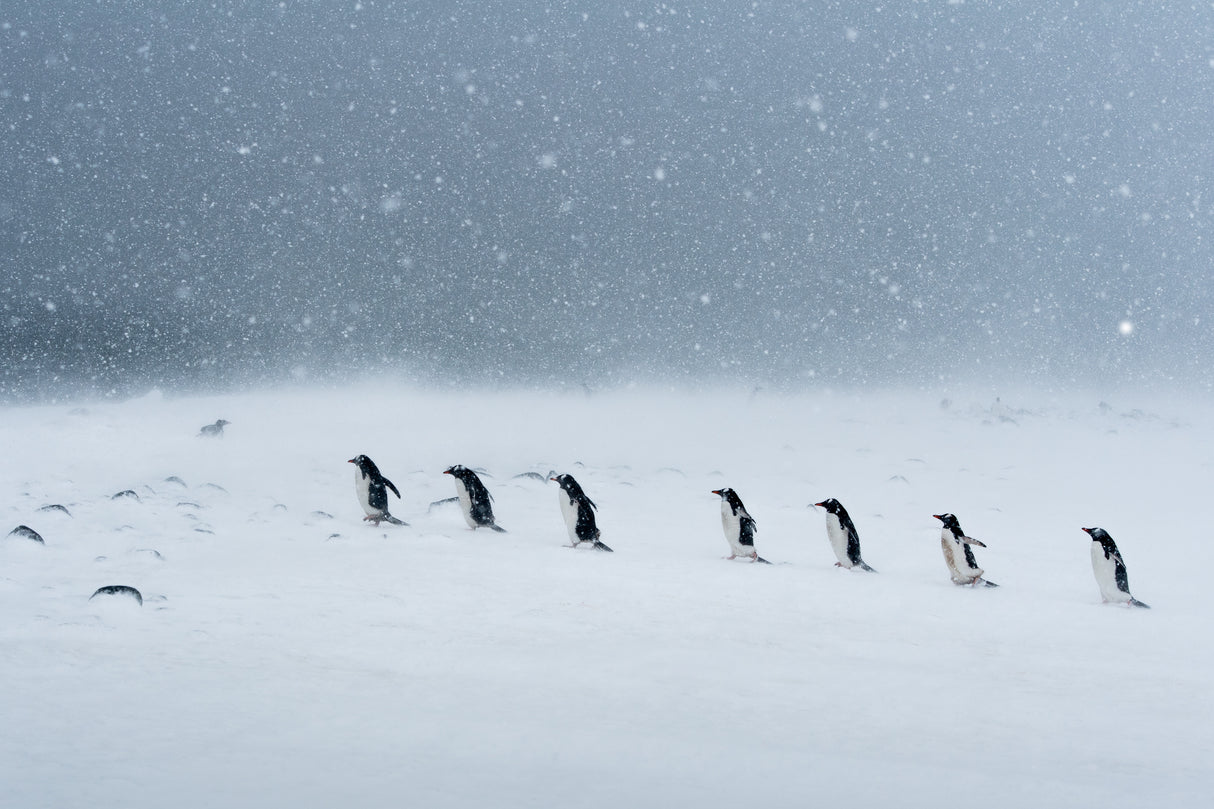 Walking in snowing Poster och Canvastavla