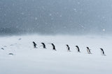 Walking in snowing Poster och Canvastavla