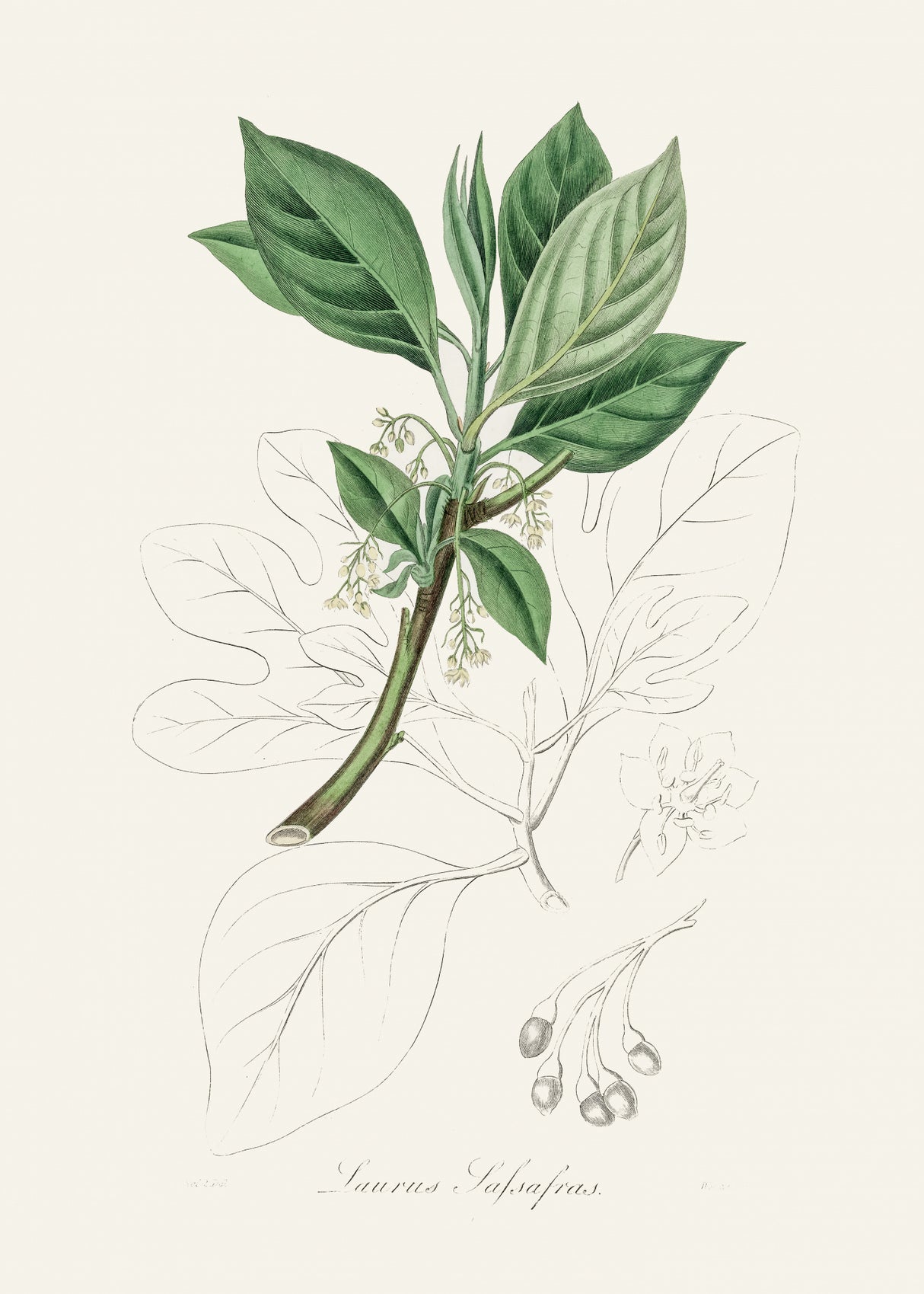 Sassafras (laurus Sassafras) Medical Botany Poster och Canvastavla