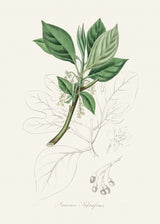 Sassafras (laurus Sassafras) Medical Botany Poster och Canvastavla