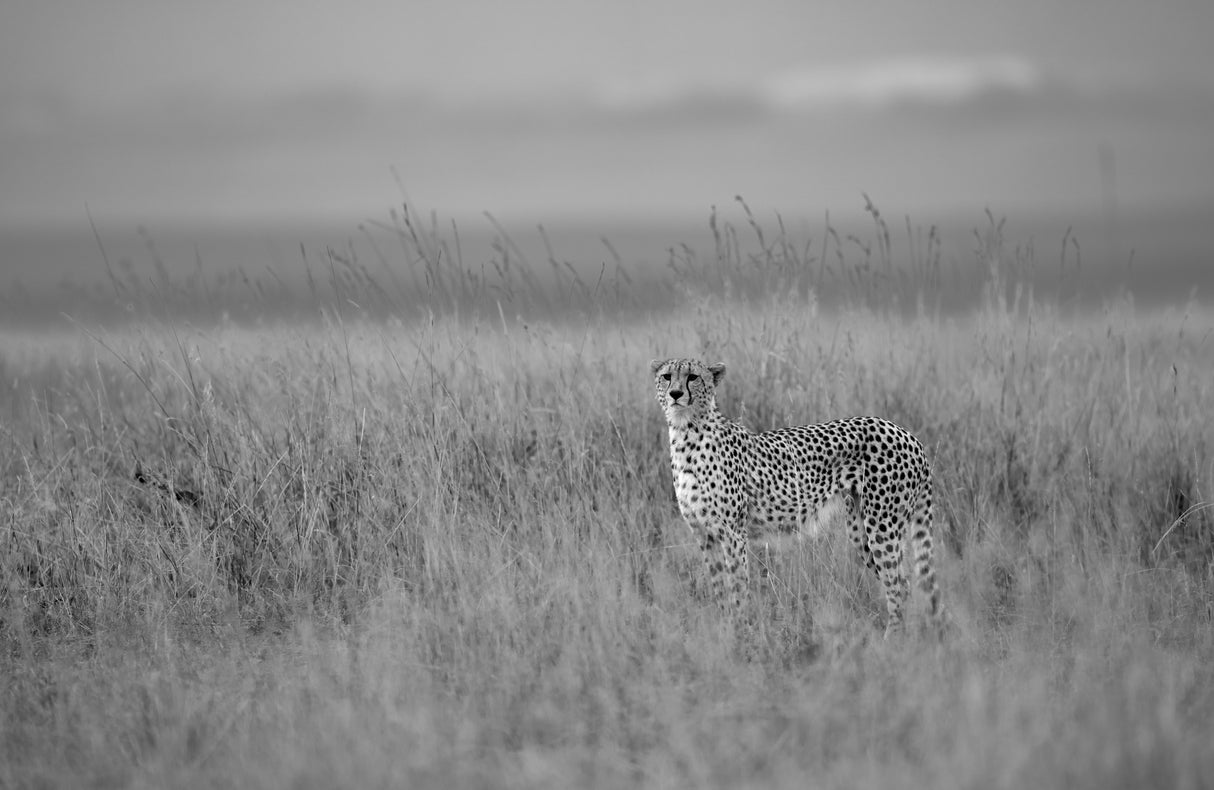 Poster och Canvastavla