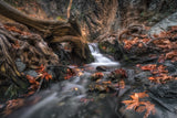 Autumn Cascade Poster och Canvastavla