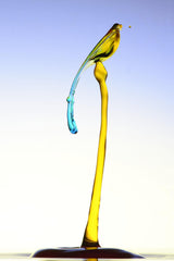Waterbird Poster och Canvastavla