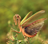 The mantis spreads its tail Poster och Canvastavla