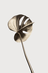 Monstera Gold 06 Poster och Canvastavla