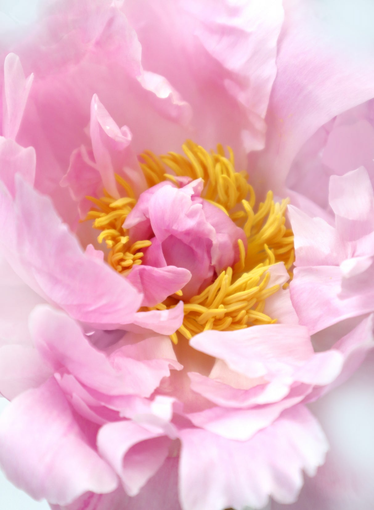Pink peony I Poster och Canvastavla