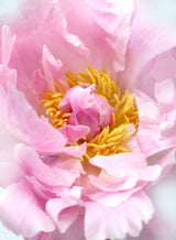Pink peony I Poster och Canvastavla