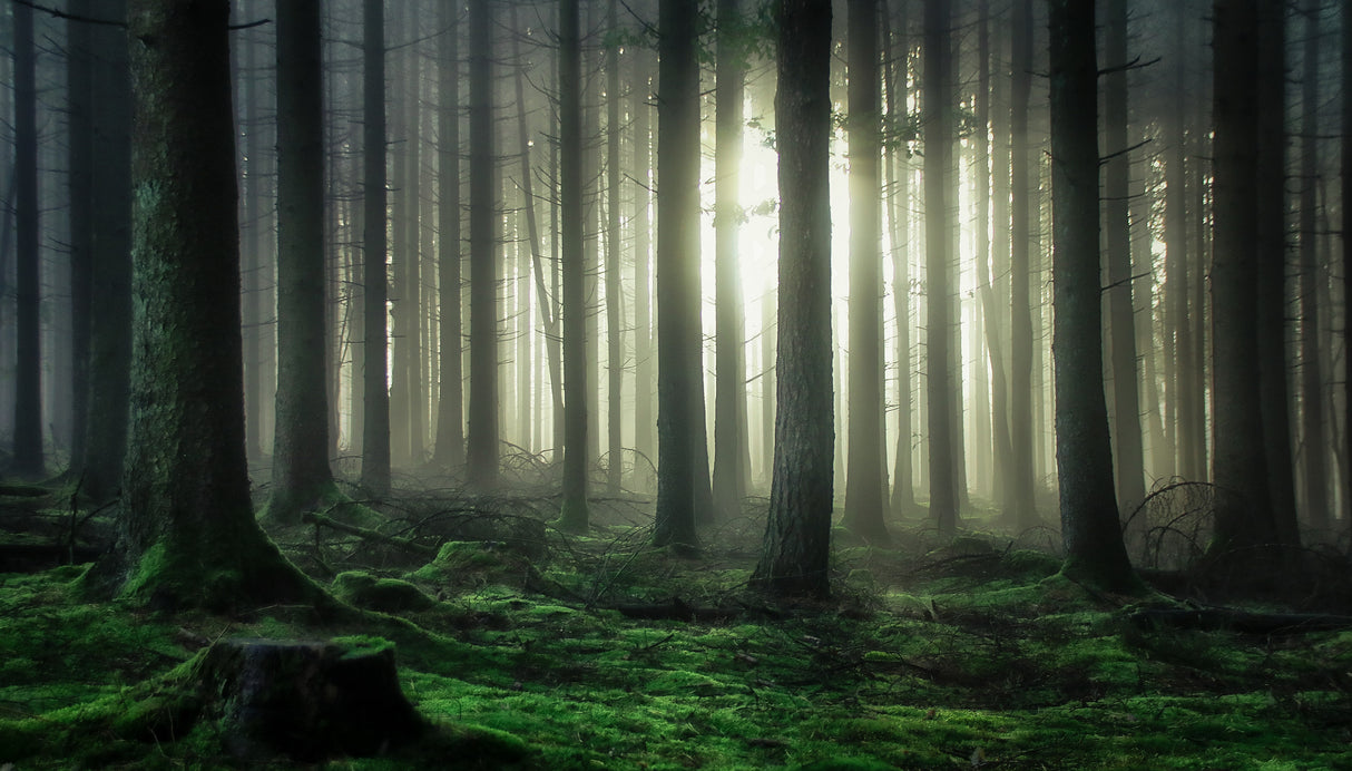 mystic forest Poster och Canvastavla