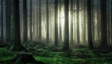 mystic forest Poster och Canvastavla