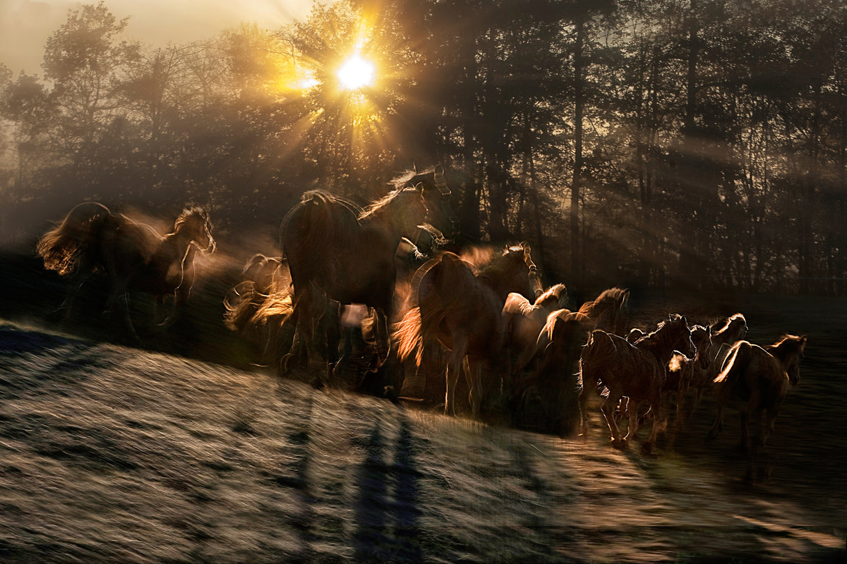 gallop in the morning Poster och Canvastavla