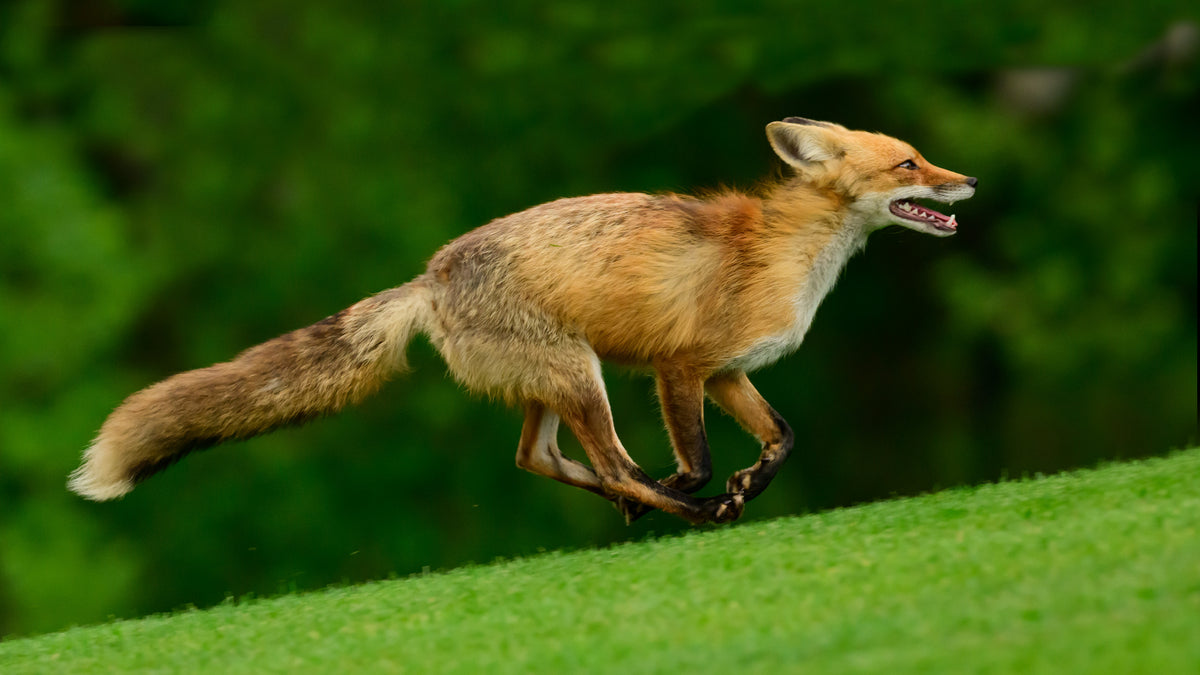 fox run Poster och Canvastavla