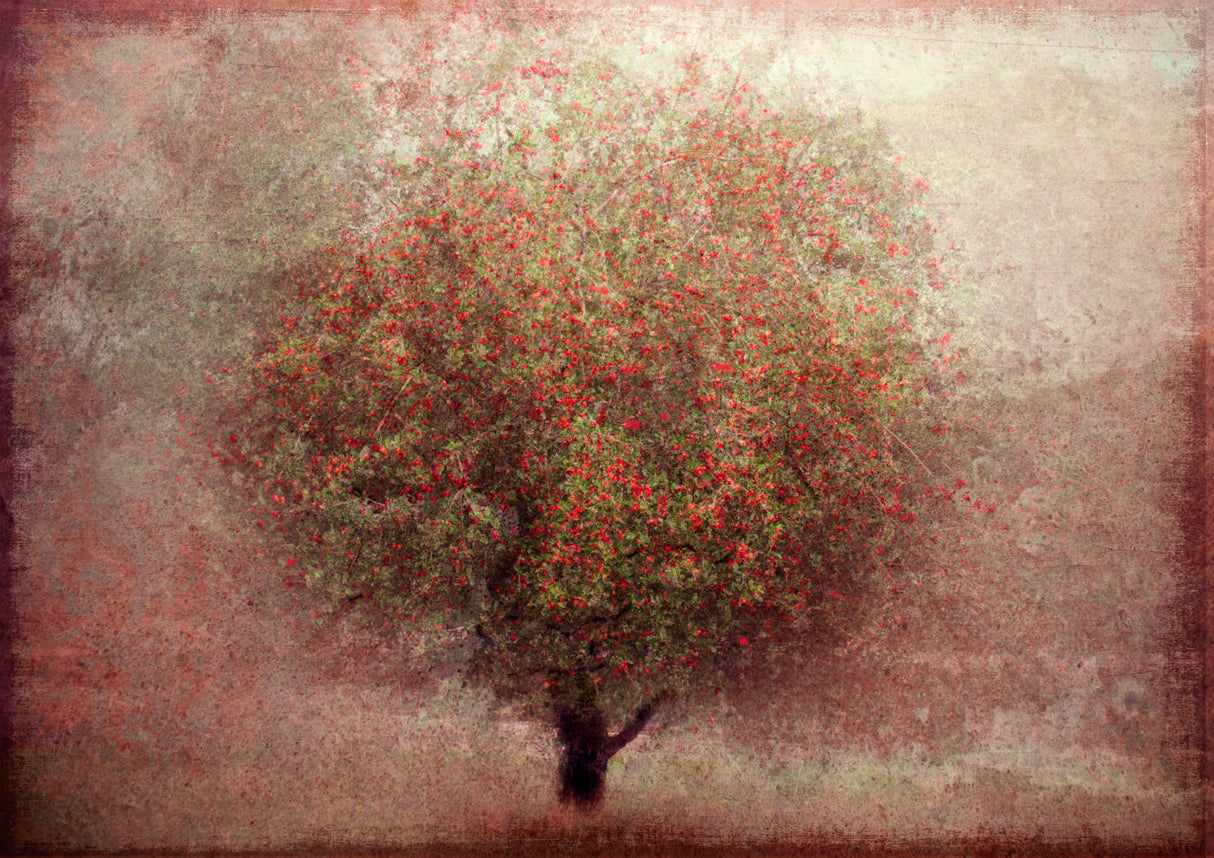 Apple tree Poster och Canvastavla