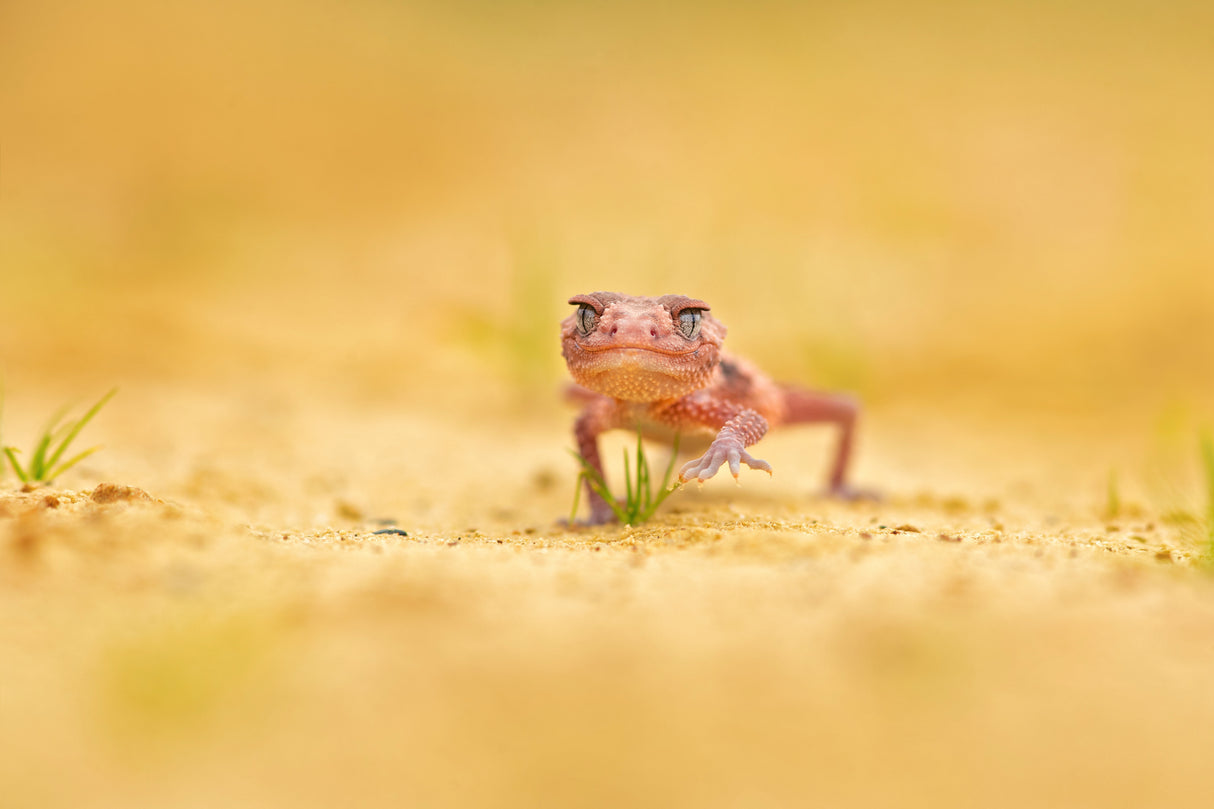 Banded knob-tailed gecko Poster och Canvastavla