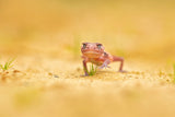 Banded knob-tailed gecko Poster och Canvastavla
